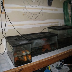 Newt tanks in the garage for winter cooling.