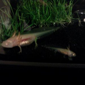 Axolotl Rose next to her unfortunate sibling #4. Said sibling was eaten shortly thereafter because I'm an idiot who put cannibal-stage axolotls togeth