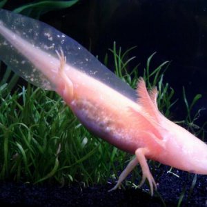 Axolotl Rose being half-grown and gorgeous. I love that her tail is still transparent here! Look at those shiny spots!