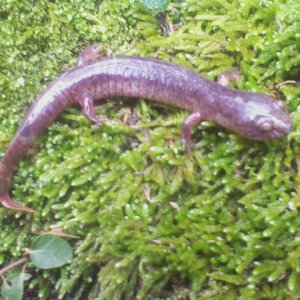 Old species mud salamander..