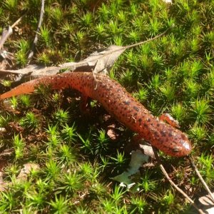 Mud Salamander