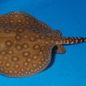 stingray pup closeup