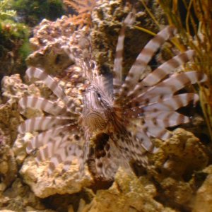 lionfish - P. volitans

What can I say? A classic.