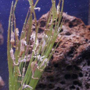 My dwarf seahorses. H. zosterae