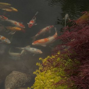 9,000 gallon koi pond close-up.