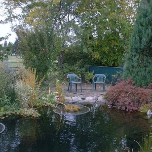 9,000 gallon koi pond, north end.