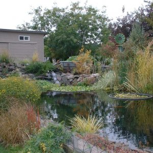 9,000 gallon koi pond, south end.