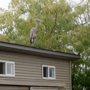 Blue heron - unwelcome visitor