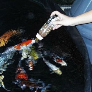 Pampered koi!