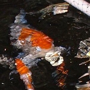 Koi with a binky - you don't see that every day!