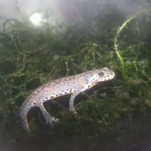 Alpine newt juvenile