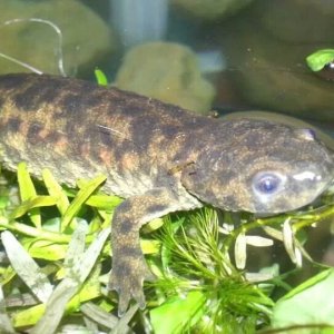 spanish ribbed newt p. waltl