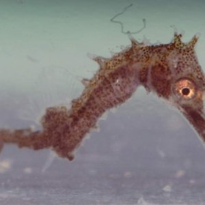 baby erectus closeup (7 days old - about 1/4 inch long)