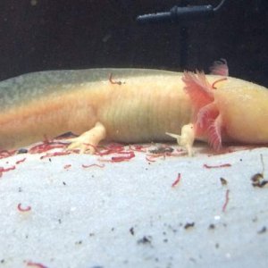 Xane likes his bloodworms.