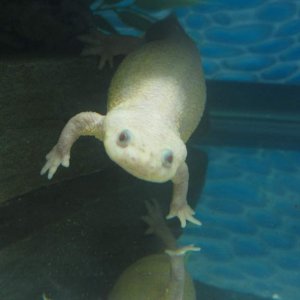 Leucistic female (Daisy)