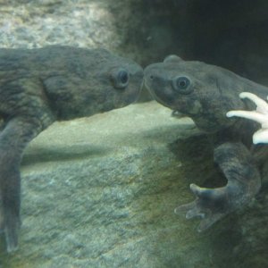 Het Leucisitic Male & Female giving kisses. (Fufus and Ruth)