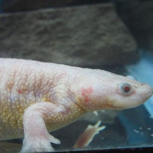 leucistic- She is a shy one.