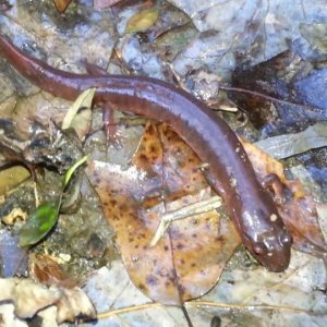 10 inch spring salamander