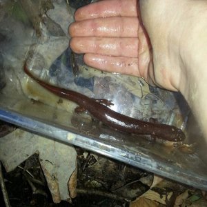 10 inch spring salamander