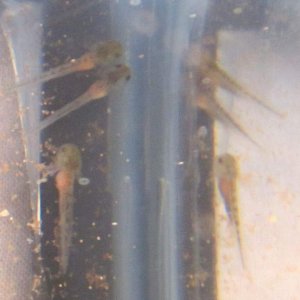 3/3 (day 18) Day 5 of all of them being hatched.  Finally big enough that you can see their big brine shrimp bellies.  Very wonderful to see.