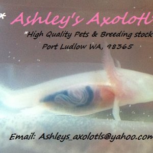 Organs- Ashley's Axolotl's