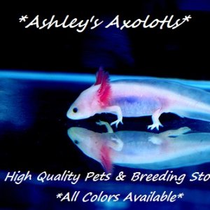 Ashley's Axolotl's