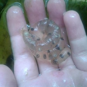 Hingle H.dunni egg sac.