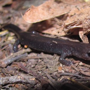 Del Norte Salamander (Plethadon elongatus), dark phase