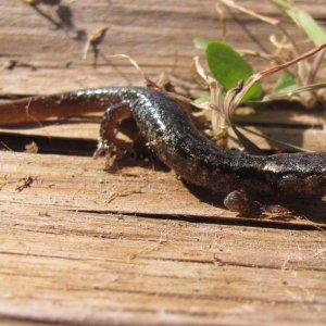 Clouded Salamander (Aneides ferres)