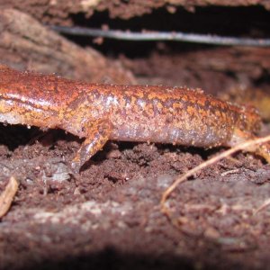 Painted Ensatina (Ensatina eschscholtzii picta) - actually an integrade with Oregon Ensatina