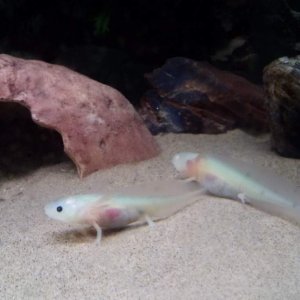 My GFP golden albino and GGP white meanoid born in Feb.