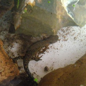 Male  Alpine Newt 21/4/14 aquatic