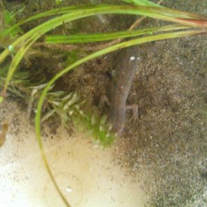 Female Alpine Newt 21/4/14