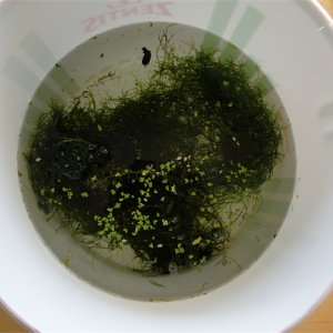 temporary larvae housing