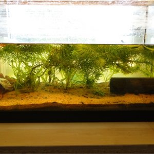 tank Setup for apuanus