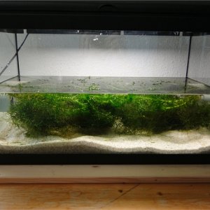 new tank Setup with Java-moos and elodea