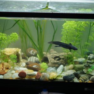 Their tank - 65L
Mex is swimming and Axl is hiding:)