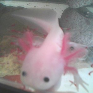 Pinkerton, or "Pinky", as a juvenile... She was about 2.5" when I got her, give or take..