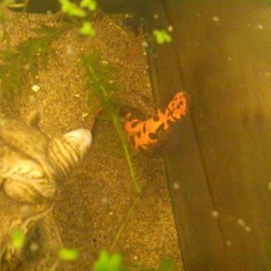 Female H.Orientalis egg laying on elodea from above