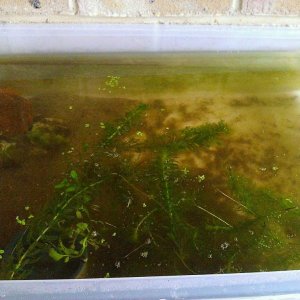 Alpine Newt aquatic setup (outdoors constantly)