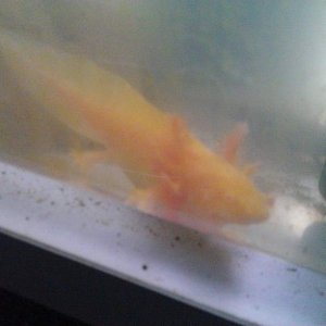 Golden Albino Juvenile