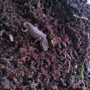 I have to say these are one of the most grumpiest newts I have ever come across; an eft of Ommatotriton Orphryticus