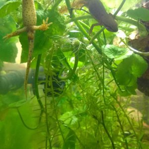 Alec and Abigail hanging out in the Pennywort