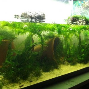 Updated Tank, Java Moss,,,,,