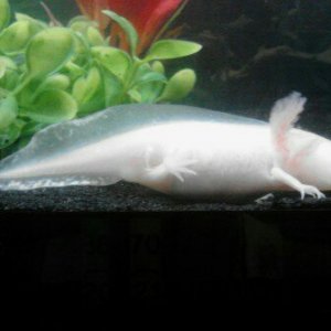 pretty lil ones. he/she will get healthier living with me as a momma. I love Axolotl.