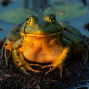 Total Contentment Bullfrog