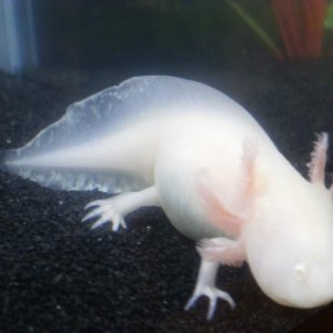 Whitey's gills need some color!