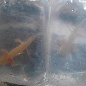 new arrivals, Leucistic and Golden