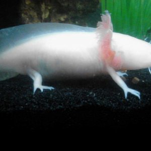 fat little albino