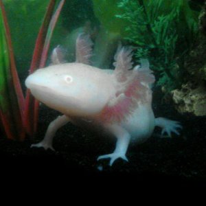 Albino "what?"